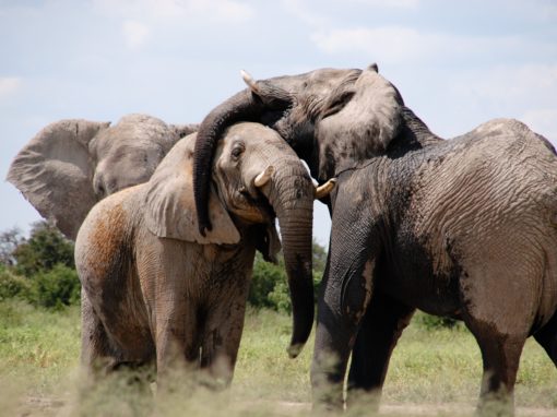 Kenya Tour