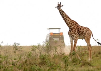 Giraffe in Masai Mara, Kenya